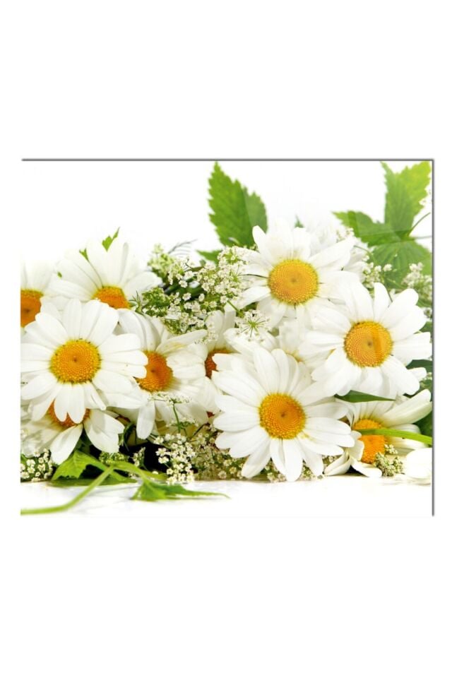 76x49,5 Cm Cam Ocak Arkası Koruyucu Tezgah Ankastre Arkası Koruyucu | Papatya