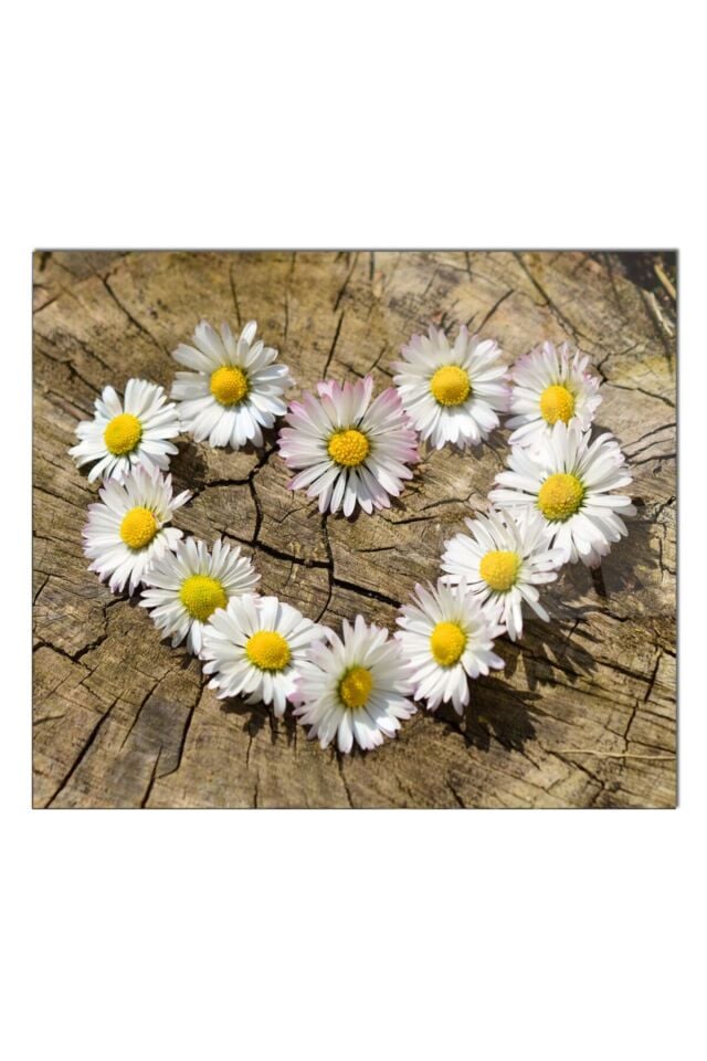 60x52 Cm Cam Ocak Arkası Koruyucu Tezgah Ankastre Arkası Koruyucu | Kalp